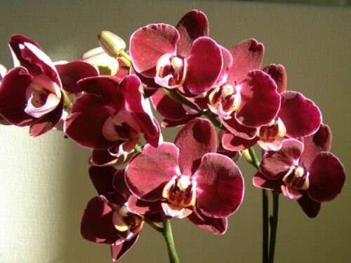 100 Seeds Phalaenopsis Giant Orchid Flower Big Flowers