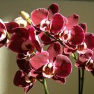 100 Seeds Phalaenopsis Giant Orchid Flower Big Flowers