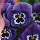 60 Seeds Giant Blue Pansy Seeds Herbs Trinity Hardy Plants Flowers