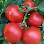 100 Seeds 'Water Yu' Pink Tomato Seeds Professional Pack