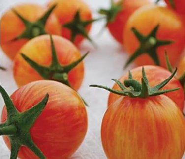 100 Seeds Sunrise Bumble Bee Tomato Sweet Tangy Fruit Seeds