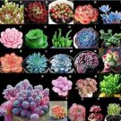 100 Seeds MIXED Succulent Bonsai Seeds