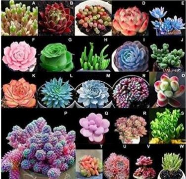 100 Seeds MIXED Succulent Bonsai Seeds