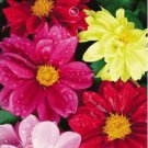 30 seeds Mix Dahlia Hybrida Dwarf Dahlia Flowrs