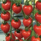 100 seeds Tomatoberry Garden Hybrid Tomato Seeds