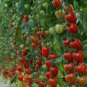 100 seeds Tomatoberry Garden Hybrid Tomato Seeds