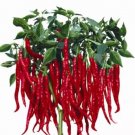 200 seeds Imported Thai Eugonic Red Line Chili Pepper Seeds