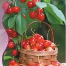 5 seeds Rare Red Sweet Cherry Fruit Plant Seeds