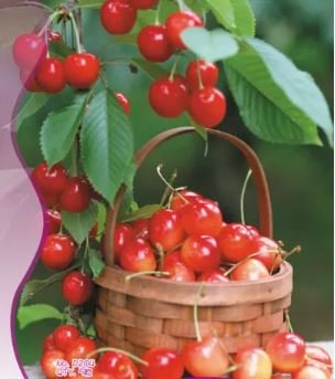 5 seeds Rare Red Sweet Cherry Fruit Plant Seeds