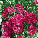 30 seeds Red Carnation Flower Dianthus Caryophyllus Herbs