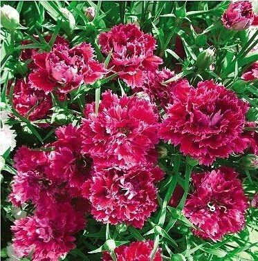 30 seeds Red Carnation Flower Dianthus Caryophyllus Herbs