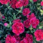 30 seeds Red Carnation Flower Dianthus Caryophyllus Herbs