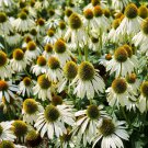 200 seeds Cream & Sugar Echinacea x hybrida Elegant Bloom Coneflower Seeds