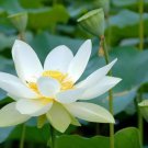1 seeds Heirloom 'Bai Xu' White Lotus (Nelumbo Nucifera) Seeds