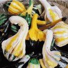8 seeds Bi-colored Ornamental Pumpkin with Five Pairs Edges Cucurbita Seed