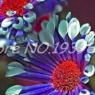 100 Seeds African Blue Eyed Daisy Flower Osteospermum Purple-Rose Red-White Flowers