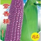 100 Seeds Purple Glutinous Maize Corn Seeds, Heirloom NON-gmo Organic Tasty Crops