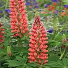 100 Seeds Russell Luplne Lupinus Seeds Orange Color