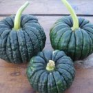 10 Seeds Heirloom Black Futsu Squash Vegetable Organic Seeds