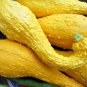 8 Seeds Gold 'Swan' Pumpkin Ornamental Edible Cucurbita Seeds