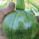 10 Seeds Heirloom Tatume Summer Squash Vegetables Organic Seeds