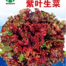 200 Seeds Red Iceberg Lettuce Heirloom Organic Seeds
