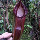 2 Seeds Nepenthes Bongso Seeds, professional pack