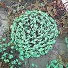 50 Seeds Rare the Himalayas Green Ball Flax Seeds