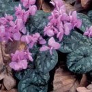 6 Seeds Purple Cyclamen Coum Seeds professional pack,
