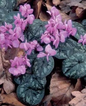 6 Seeds Purple Cyclamen Coum Seeds professional pack,