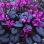 6 Seeds Purple Cyclamen Coum Seeds professional pack,