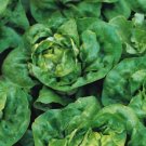 20 Seeds Buttercrunch Lettuce Seeds professional pack