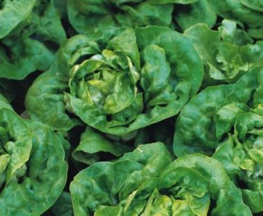 20 Seeds Buttercrunch Lettuce Seeds professional pack