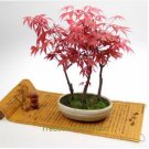 60 Seeds Rare Red Chinese Maple Seeds Acer (Palmatum atropurpureum) Bonsai