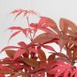 60 Seeds Rare Red Chinese Maple Seeds Acer (Palmatum atropurpureum) Bonsai
