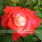 50 Seeds Red Yellow Rose Flowers Seed Yellow Inside Red Petal