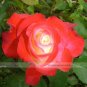 50 Seeds Red Yellow Rose Flowers Seed Yellow Inside Red Petal