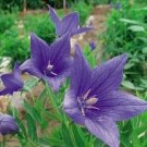50 Seeds Patycodon grandiflorum Seeds Balloon Flower Seeds
