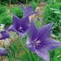 50 Seeds Patycodon grandiflorum Seeds Balloon Flower Seeds