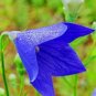 50 Seeds Patycodon grandiflorum Seeds Balloon Flower Seeds