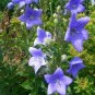 50 Seeds Patycodon grandiflorum Seeds Balloon Flower Seeds