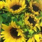 15 Seeds Heirloom Yellow Black Clusters of Middle Sunflower Seeds