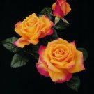 100 Seeds Rare Yellow with Pink edge Rose Seeds Heirloom Fragrant Rose