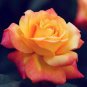 100 Seeds Rare Yellow with Pink edge Rose Seeds Heirloom Fragrant Rose