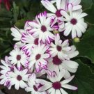 20 Seeds New White Chrysanthemum Potmum with Red Edge Flower Seeds