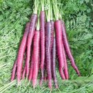 100 Seeds New Imperator-shaped Red Purple Carrot Hybrid Seeds