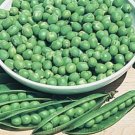 500 Seeds Heirloom Organic Green Arrow Pea Vegetable Seeds