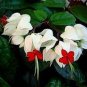 25 seeds Rare White Red Bleeding Heart Seeds DicentraSpectabilis Shade Flower