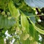 50 seeds American Linden Tree Seeds