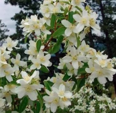 20 seeds Philadelphus coronarius Mock Orange Flower Seeds